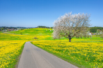 Landstrasse durch eine Landschaft im Fr&uuml;hling