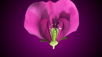 Pisum sativum anatomy with colorful background. 3d render