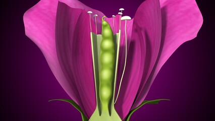 Pisum sativum anatomy with colorful background. 3d render
