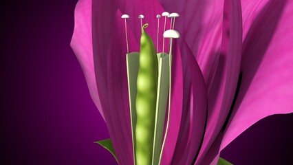 Pisum sativum anatomy with colorful background. 3d render