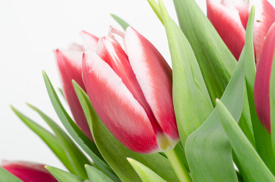 frores. tulipanes . petalos , naturaleza , regalo , parque , narura ,  regalo ,  ramo 
