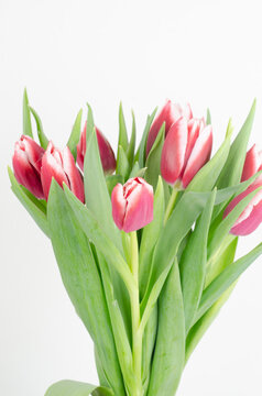 frores. tulipanes . petalos , naturaleza , regalo , parque , narura ,  regalo ,  ramo 
