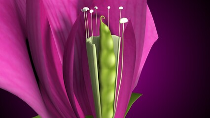Pisum sativum anatomy with colorful background. 3d render