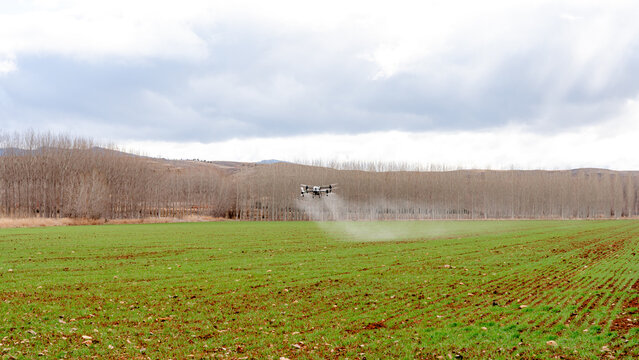 Agricultural drone spraying liquid fertilizer over wheat crop