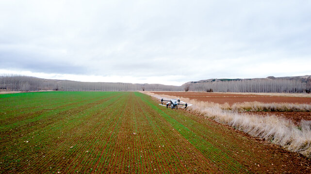 Agricultural drone spreading solid fertilizer over wheat field