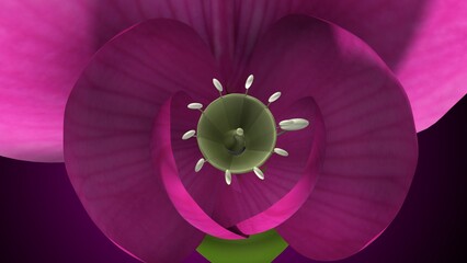 Pisum sativum anatomy with colorful background. 3d render