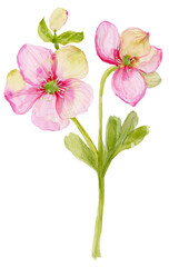 Loose Abstract Watercolor of Pink Anemone