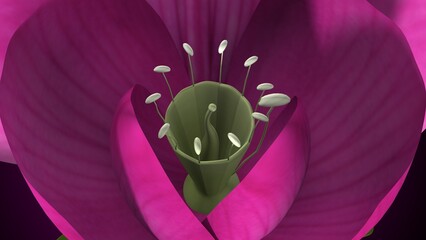 Pisum sativum anatomy with colorful background. 3d render