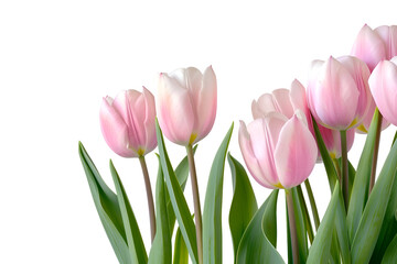 Obraz premium Elegant display of pastel pink tulips on black background for floral decor