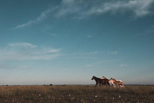 Horse silhouette at sunset, in the coutryside, La Pampa, Argentina.