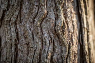 Obraz premium Rough texture of a tree bark