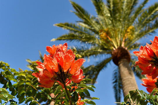Orange flowers of Spathodea campanulata blooming on a tree with a date palm and clear blue sky in Lanzarote, Spain.