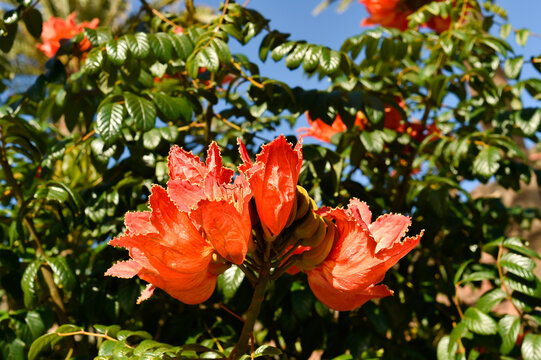 Close-up of orange Spathodea campanulata flowers blooming on a tree with green leaves in Lanzarote, Spain.