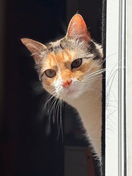 rojo, bigote, joven, naturaleza, blanco, fel&iacute;no, domestica, gatita, animal, cuca, mascota, retrato, ocular, mirada, gato atigrado, hermoso, negro, pelaje
