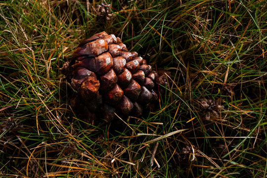 Pine cone on forest floor surrounded by dry grass