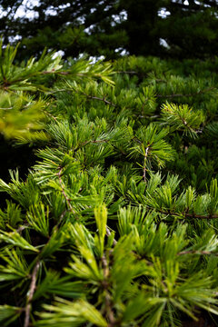 Close-up of lush green pine needles in sunlight