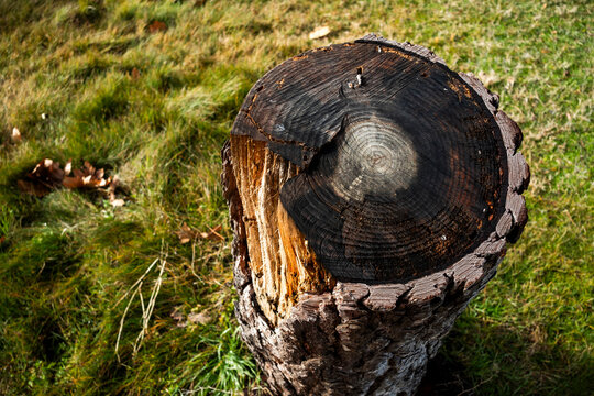 Detailed view of a weathered tree stump in nature