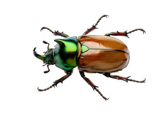 A brown and green beetle on a white background isolated on transparent background