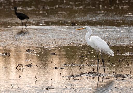 Great egret in wetland of the Ebro Delta