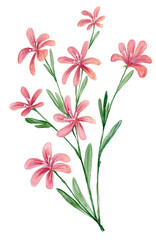 Loose Abstract Watercolor of Coral Lewisia