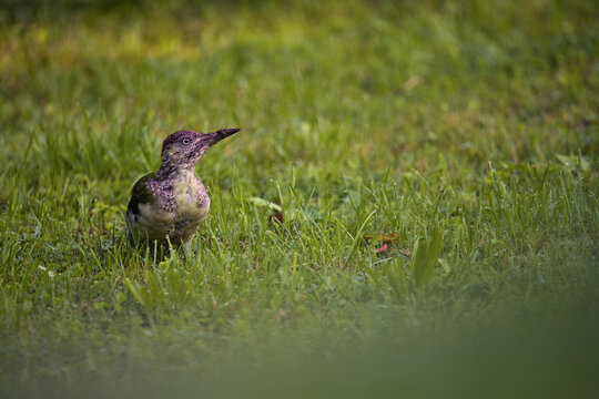 a bird on the grass (Picus viridis)