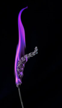 Burning lavender with vibrant purple flame
