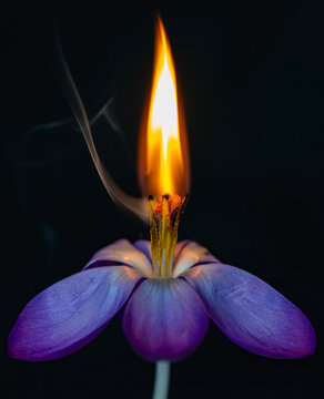 Flower on fire symbolizing transformation and aftermath