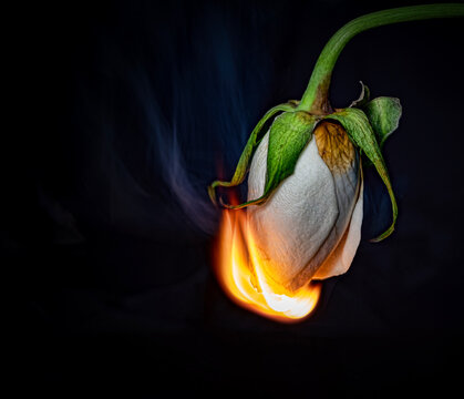Burning white flower symbolizes transformation and fragility