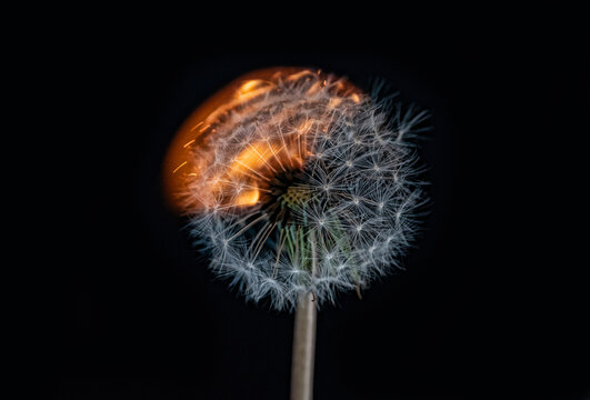Dandelion engulfed in flames against a black background