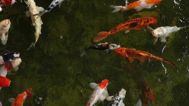 japanese koi fish