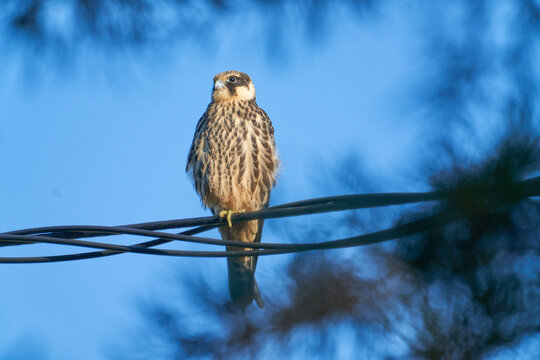 Eurasian hobby (Falco subbuteo )