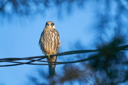 Eurasian hobby (Falco subbuteo )
