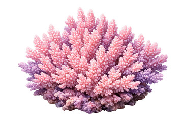 Obraz premium Pink staghorn coral branches growing detail on transparent background. Marine acropora habitat