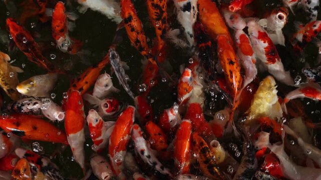 japanese koi fish