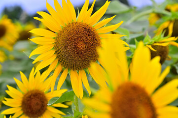 キク科　ヒマワリの大輪
