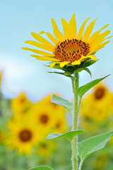 夏空を見上げるヒマワリ
