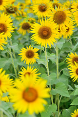 Obraz premium キク科 ヒマワリ畑 