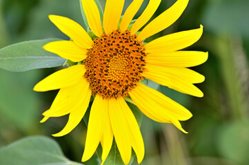 キク科　ヒマワリ畑
