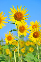 青空に咲く向日葵　コピースペース
