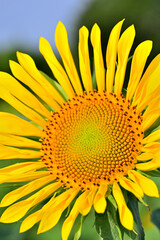 キク科　ヒマワリの大輪
