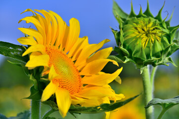 キク科　ヒマワリの大輪
