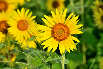 神奈川県　座間ひまわり畑
