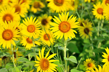 神奈川県　座間ひまわり畑
