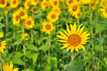 神奈川県　座間ひまわり畑
