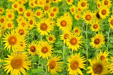 神奈川県　座間ひまわり畑
