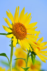 夏空を見上げるヒマワリ
