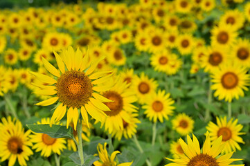 向日葵の花畑
