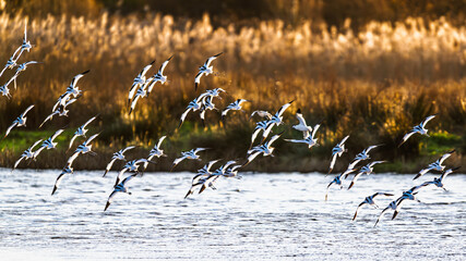 Pied Avocet, Recurvirostra avosetta, birds in flight over winter marshes