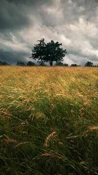 Field with golden high grass moving in wind, tree silhouettes on the horizon and dark clouds