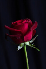 rose, flower, red, love, valentine, pink, nature, isolated, single, beauty, leaf, gift, plant, romance, petal, blossom, floral, white, bouquet, black, flora, bud, stem, flowers, beautiful